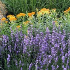 Sharon Roberts English Lavender -Perennial Zone asclepias western gold mix lavandula angust sharon roberts 1