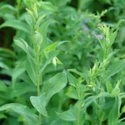 Bluebird Smooth Aster 7 Bluebird Smooth Aster -Perennial Zone ast laev bluebird foliage northcreek nurseries cropped