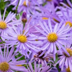 Monch Frikart's Aster -Perennial Zone aster x frikartii m nch flower close up