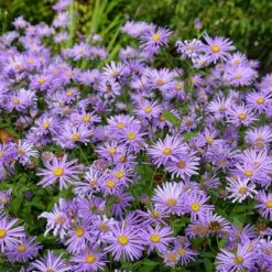 Monch Frikart's Aster -Perennial Zone aster x frikartii m nch flowers garden