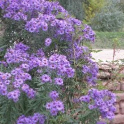 Professor Kippenberg New York Aster 5 Professor Kippenberg New York Aster -Perennial Zone aster novi belgii professor kippenberg web