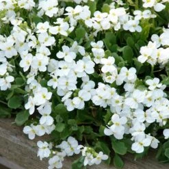 Axcent™ White Aubrieta -Perennial Zone aubrieta axcent white 3
