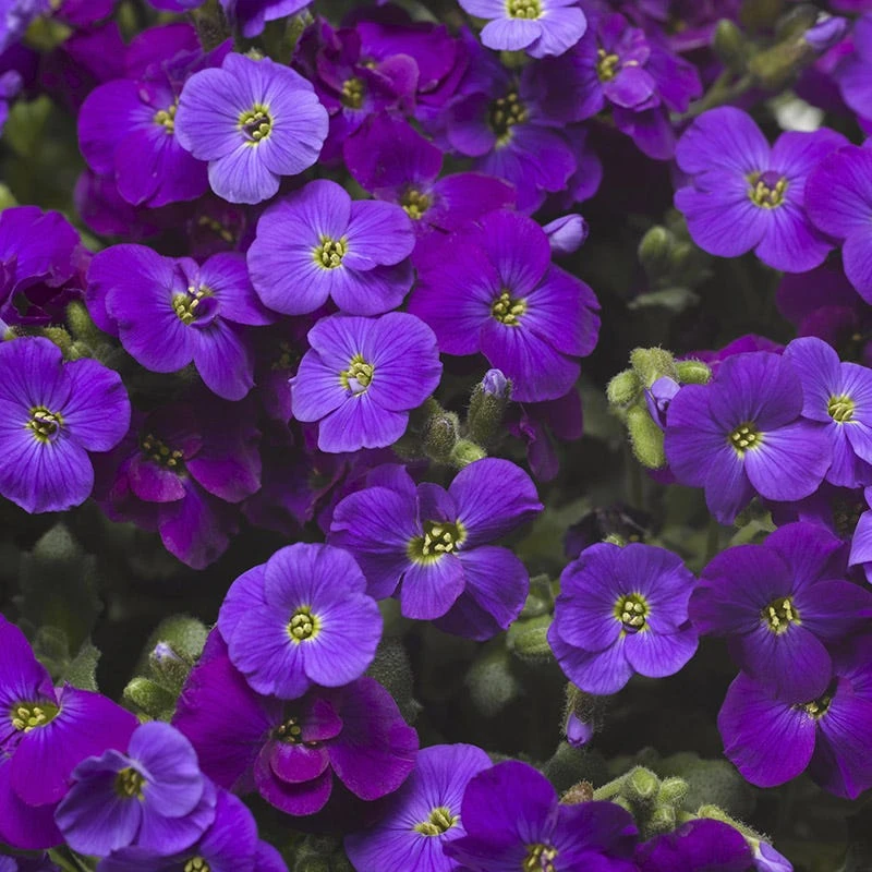 Axcent™ Deep Purple Aubrieta 2 Axcent™ Deep Purple Aubrieta - Image 2