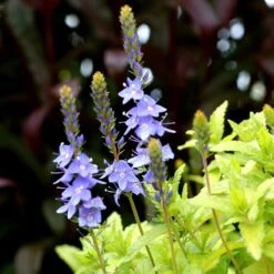 Aztec Gold Veronica -Perennial Zone aztec gold veronica 4