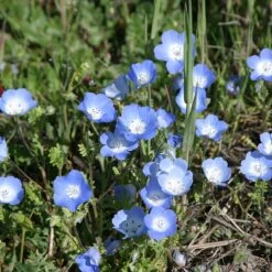 Alternative Lawn Wildflower Seed Mix 12 Alternative Lawn Wildflower Seed Mix -Perennial Zone baby blue eyes 1