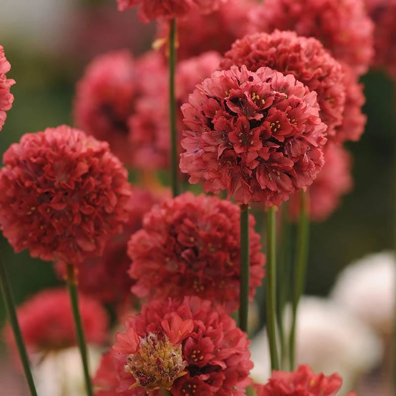 Ballerina Red Armeria 1 Ballerina Red Armeria