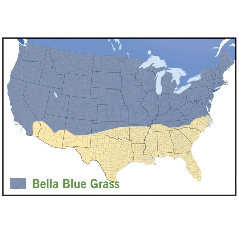 Bella™ Bluegrass Grass Plugs 3 Bella™ Bluegrass Grass Plugs - Image 3