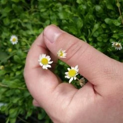 Miniature Mat Daisy (Bellium) 5 Miniature Mat Daisy (Bellium) -Perennial Zone bellium minutum miniature