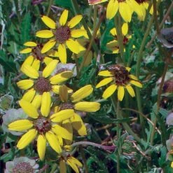Mora County Chocolate Flower Mix (Berlandiera) -Perennial Zone berlandiera chocolate flower 25391 2