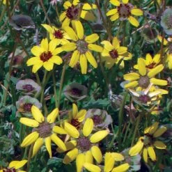 Mora County Chocolate Flower Mix (Berlandiera) -Perennial Zone berlandiera chocolate flower 25391 1