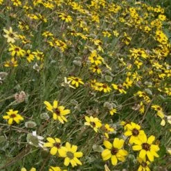 Mora County Chocolate Flower Mix (Berlandiera) -Perennial Zone berlandiera lyrata david.winger cropped 2