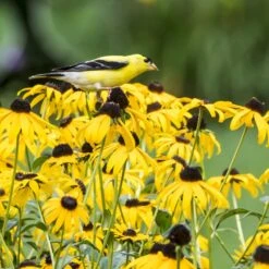 Goldsturm Black Eyed Susan -Perennial Zone bird rudbeckia goldsturm web 2