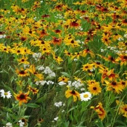 Dry Area Wildflower Seed Mix 8 Dry Area Wildflower Seed Mix -Perennial Zone black eyed susan gloriosa daisy yarrow