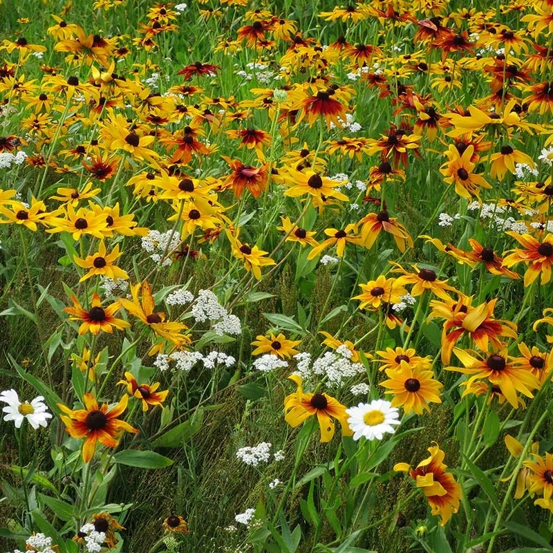 Dry Area Wildflower Seed Mix 4 Dry Area Wildflower Seed Mix - Image 4