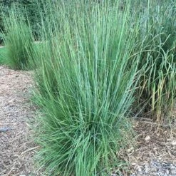 Blaze Little Bluestem Grass -Perennial Zone blaze little bluestem credit hoffmannursery