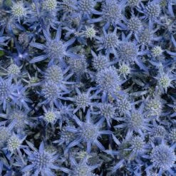 Blue Glitter Sea Holly (Eryngium) -Perennial Zone blue glitter sea holly 2