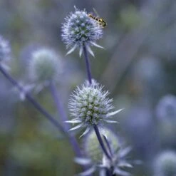 Blue Glitter Sea Holly (Eryngium) -Perennial Zone blue glitter sea holly
