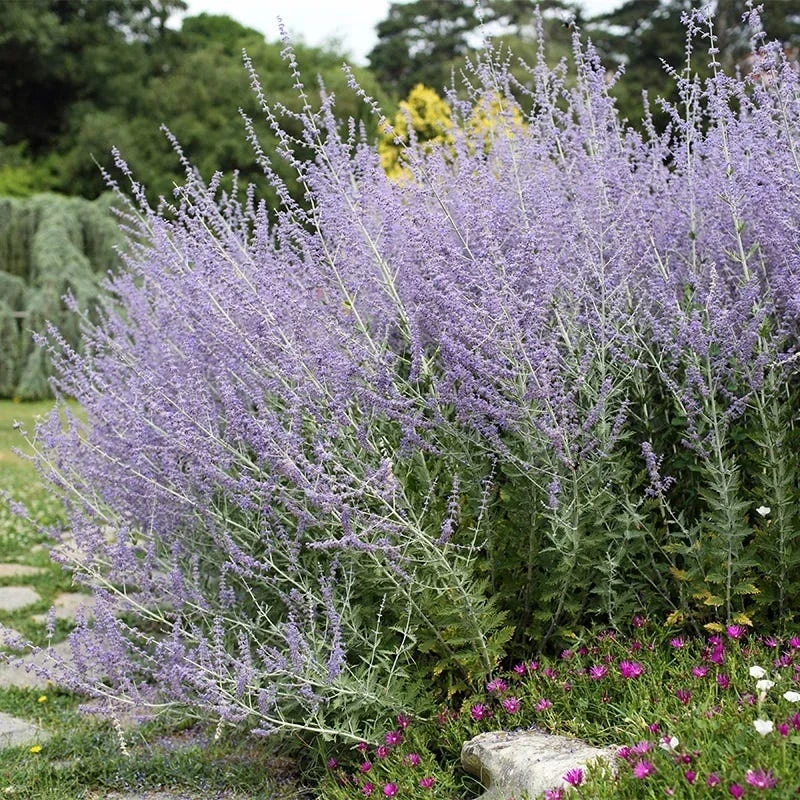 Blue Spires Russian Sage 1 Blue Spires Russian Sage