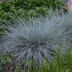 Blue Whiskers Fescue Grass -Perennial Zone blue whiskers fescue grass 3