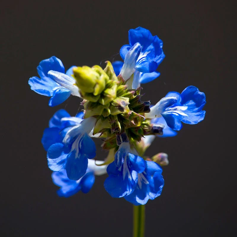 Blue Spike Salvia 2 Blue Spike Salvia - Image 2