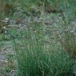 Hachita Blue Grama Grass Plugs 7 Hachita Blue Grama Grass Plugs -Perennial Zone bouteloua gracilis hachita3 1
