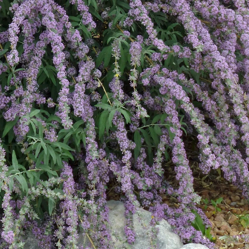Silver Spring Blooming Butterfly Bush (Buddleia) 1 Silver Spring Blooming Butterfly Bush (Buddleia)