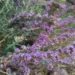 Silver Spring Blooming Butterfly Bush (Buddleia) 7 Silver Spring Blooming Butterfly Bush (Buddleia) -Perennial Zone buddleia alternifolia argentea