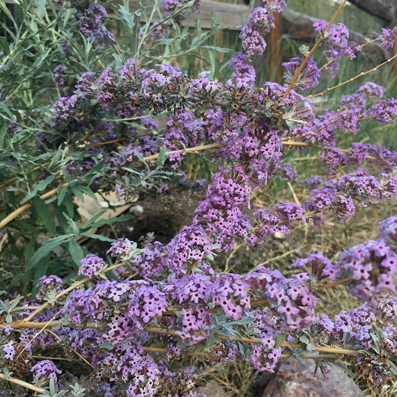 Silver Spring Blooming Butterfly Bush (Buddleia) 4 Silver Spring Blooming Butterfly Bush (Buddleia) - Image 4