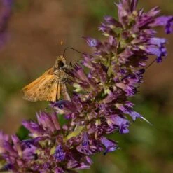 Blue Blazes Agastache -Perennial Zone butterfly on blue blazes hyssop