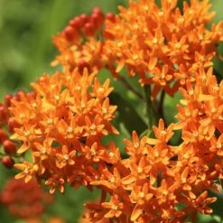 Butterfly Weed -Perennial Zone butterfly weed 2