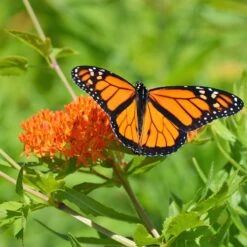 Butterfly Weed -Perennial Zone butterfly weed 3