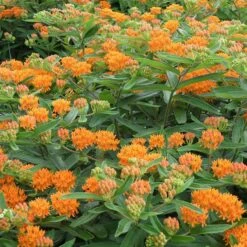 Butterfly Weed -Perennial Zone butterfly weed 4
