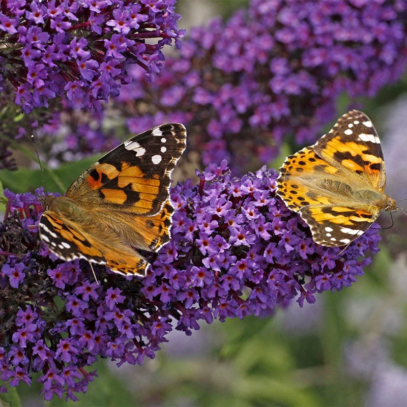 Buzz® Midnight Butterfly Bush (Buddleia) 1 Buzz® Midnight Butterfly Bush (Buddleia)