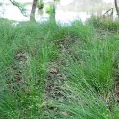 Appalachian Sedge -Perennial Zone carex appalachica hoffman cropped 3 1