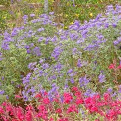 Dark Knight Caryopteris 5 Dark Knight Caryopteris -Perennial Zone caryopteris dark knight bush