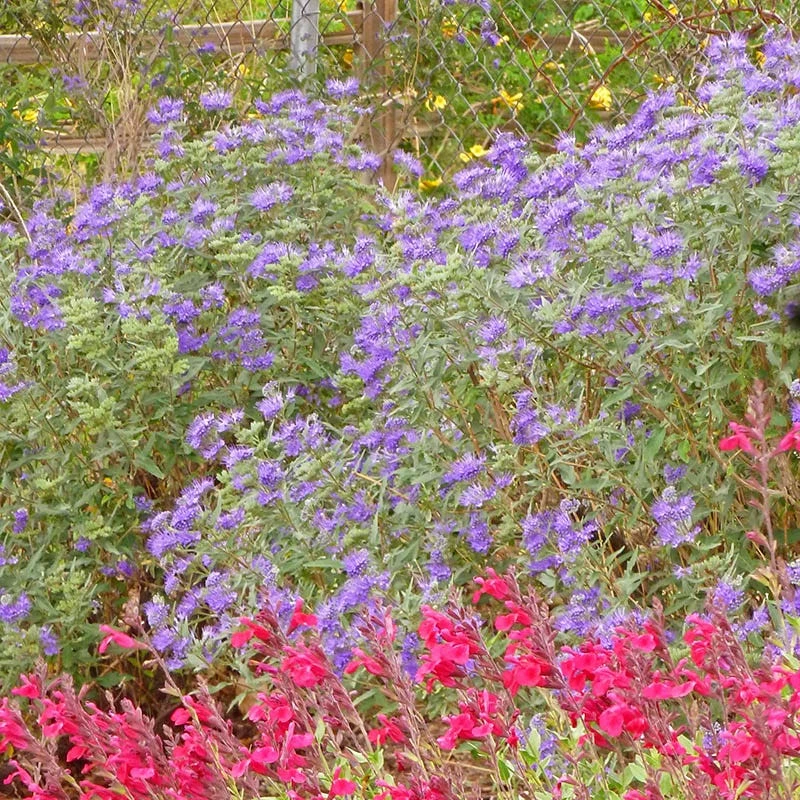 Dark Knight Caryopteris 3 Dark Knight Caryopteris - Image 3