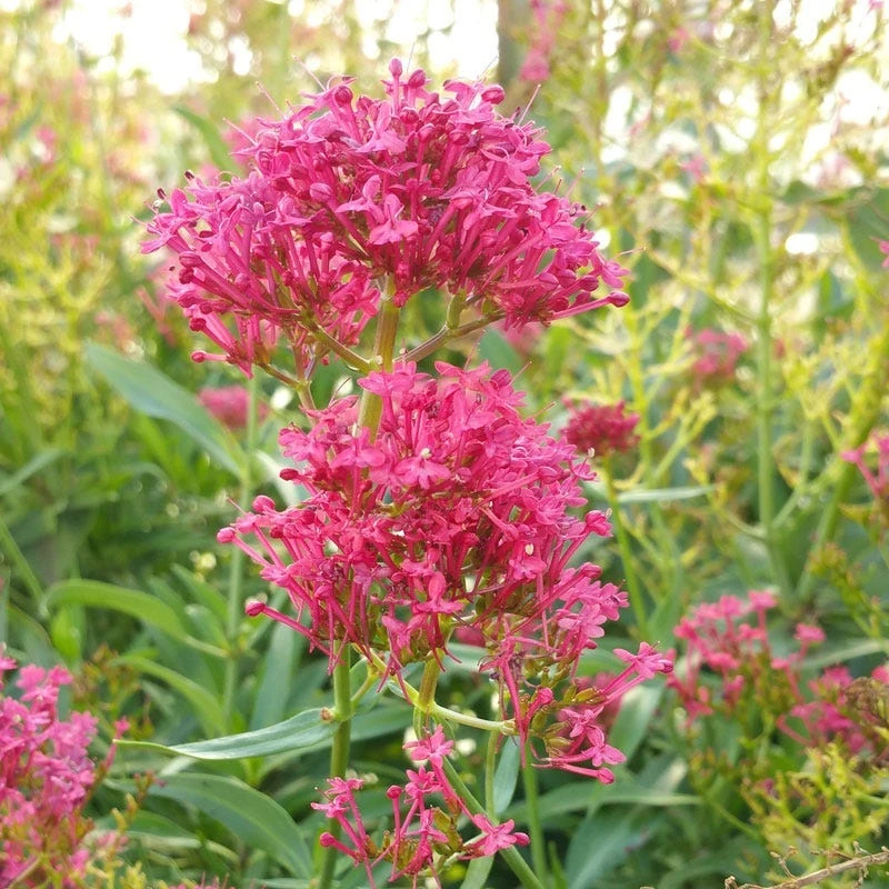 Rosy Trio Valerian Collection (Centranthus) 2 Rosy Trio Valerian Collection (Centranthus) - Image 2