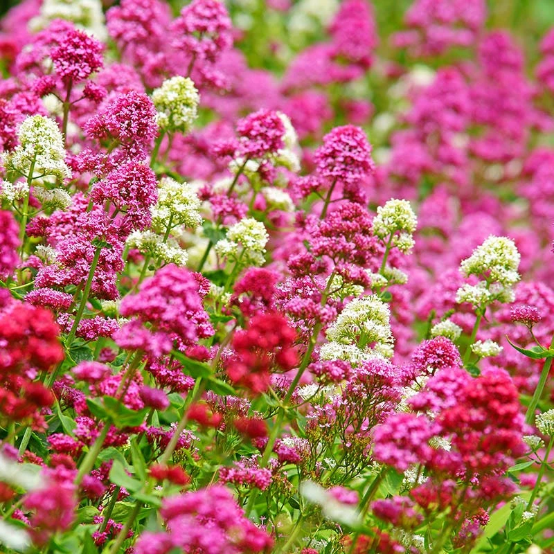 Rosy Trio Valerian Collection (Centranthus) 1 Rosy Trio Valerian Collection (Centranthus)
