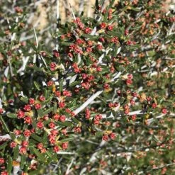 Littleleaf Mountain Mahogany (Cercocarpus) -Perennial Zone cercocarpus intricatus flowers red