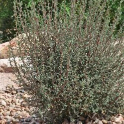 Littleleaf Mountain Mahogany (Cercocarpus) -Perennial Zone cercocarpus intricatus whole plt rock garden