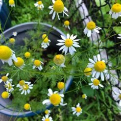 Alternative Lawn Wildflower Seed Mix 10 Alternative Lawn Wildflower Seed Mix -Perennial Zone chamomile potted