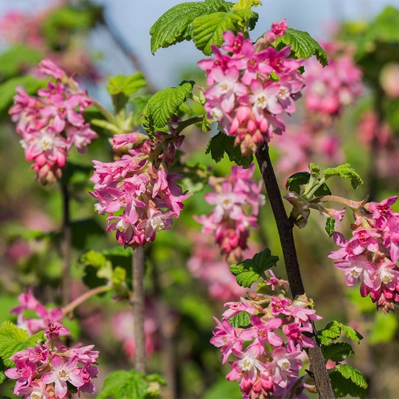 Claremont Flowering Currant (Ribes) 1 Claremont Flowering Currant (Ribes)