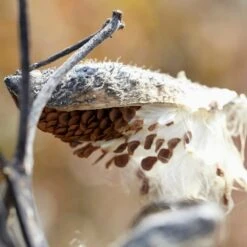 Common Milkweed -Perennial Zone common milkweed seeds seed pod