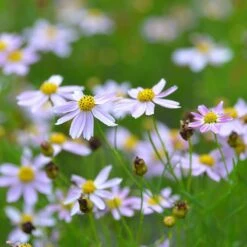 American Dream Coreopsis -Perennial Zone coreopsis american dream 3