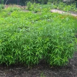Gold Standard Coreopsis -Perennial Zone coreopsis gold standard foliage cropped northcreek