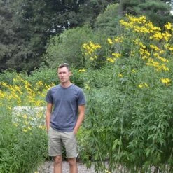 Gold Standard Coreopsis -Perennial Zone coreopsis gold standard size scale northcreek cropped