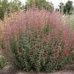 Coronado® Red Agastache 5 Coronado® Red Agastache -Perennial Zone coronado red agastache full plant
