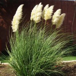 Dwarf Pampas Grass