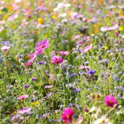 Dry Area Wildflower Seed Mix 7 Dry Area Wildflower Seed Mix -Perennial Zone cosmos bachelor buttons meadow