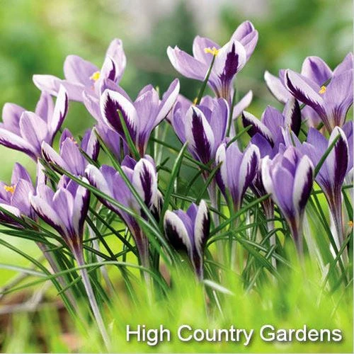 Spring Beauty Snow Crocus 2 Spring Beauty Snow Crocus - Image 2